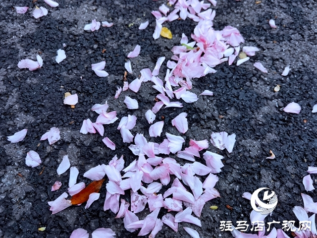 驻马店：落花满地 美如童话
