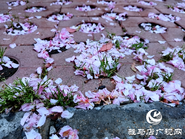 驻马店：落花满地 美如童话