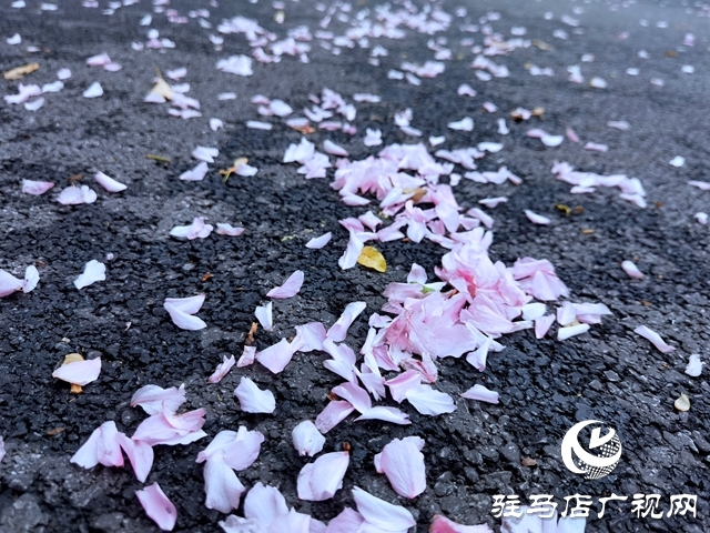 驻马店：落花满地 美如童话