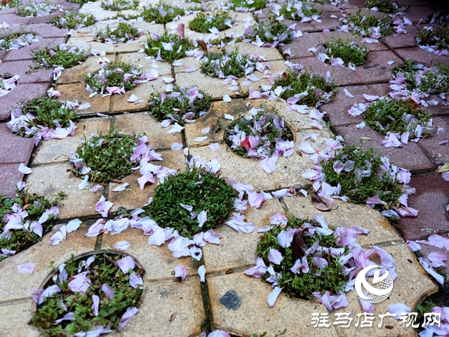 驻马店：落花满地 美如童话