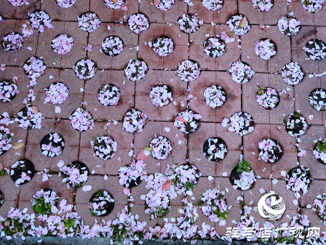 驻马店：落花满地 美如童话