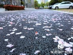 驻马店：落花满地 美如童话