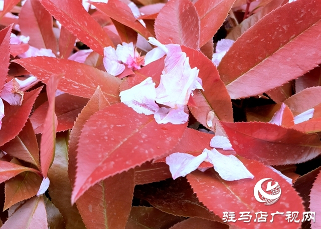 驻马店：落花满地 美如童话