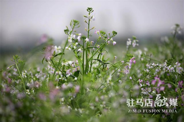 微信图片_202304040957153.jpg