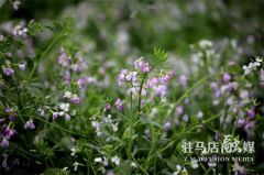 驻马店驿城区:萝卜花开乡村美