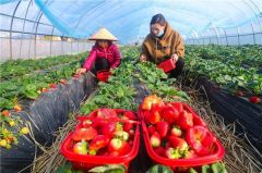 确山：小草莓坐上电商车踏上振兴路