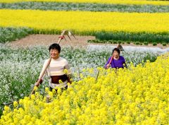 新蔡：田园春光美如画
