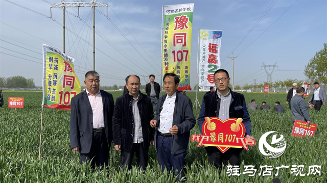 重磅！吨源种业再添强势小麦品种，豫同107助农增产丰收！