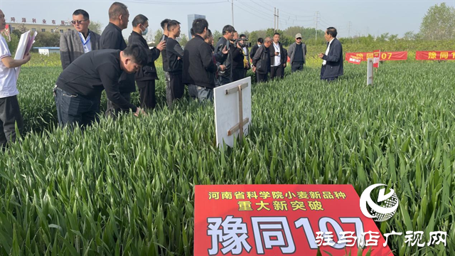 重磅！吨源种业再添强势小麦品种，豫同107助农增产丰收！