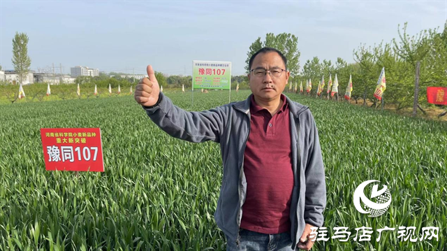 重磅！吨源种业再添强势小麦品种，豫同107助农增产丰收！
