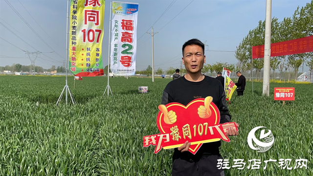 重磅！吨源种业再添强势小麦品种，豫同107助农增产丰收！