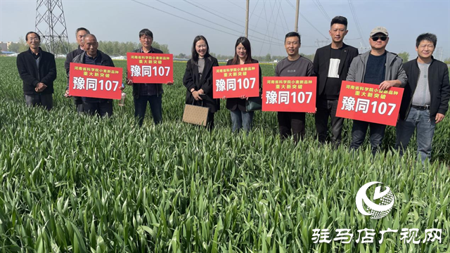 重磅！吨源种业再添强势小麦品种，豫同107助农增产丰收！