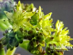 春日赏多肉 
