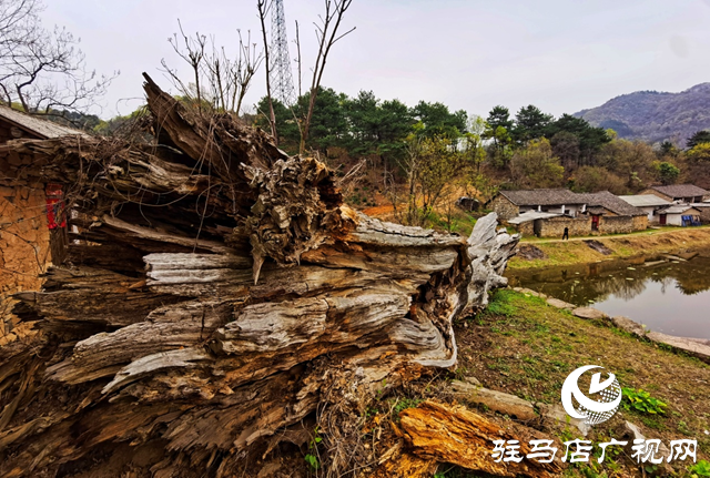 “走进莲塘古村落 与历史悠然邂逅” ——驻马店市青年摄影家协会开展摄影采风活动