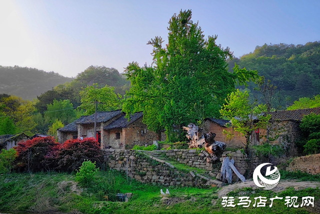 “走进莲塘古村落 与历史悠然邂逅” ——驻马店市青年摄影家协会开展摄影采风活动