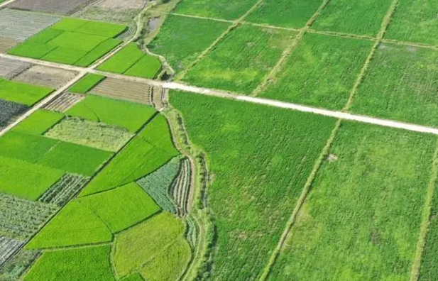 自然资源部：去年全国耕地净增加约130万亩