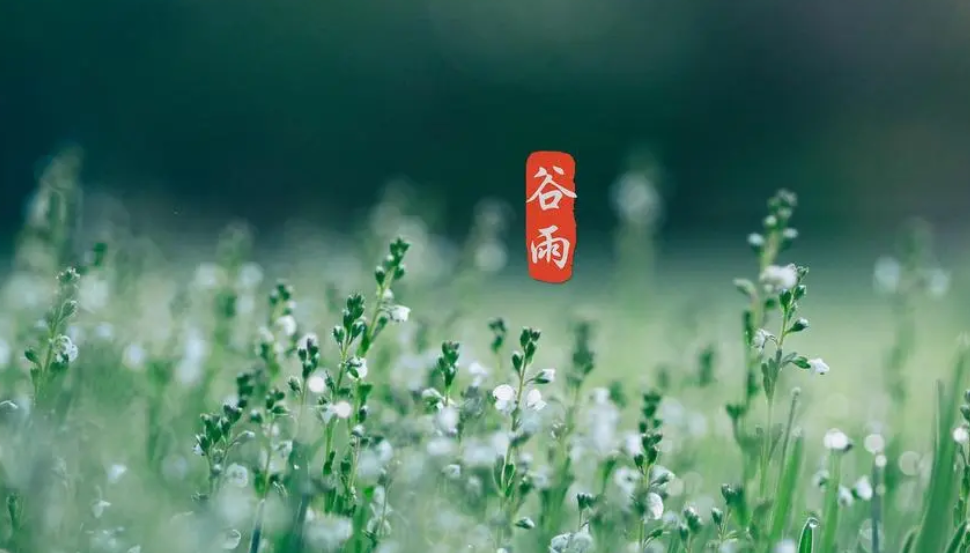 今日谷雨｜迎接春天最后一个回眸
