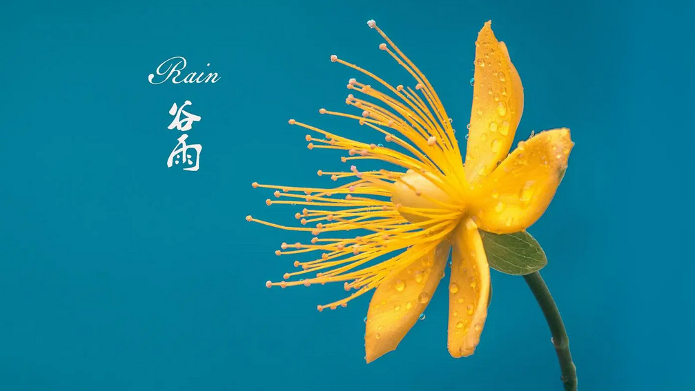 今日谷雨｜雨生百谷万物新 人间四月好风光