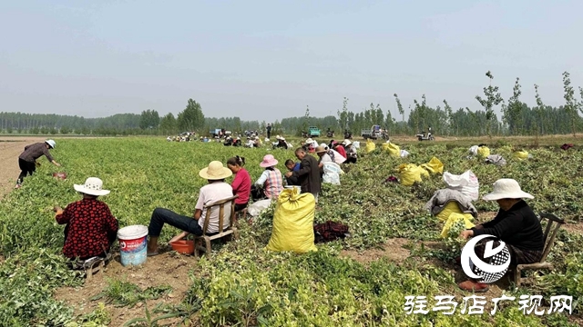 河南泌阳：种植豌豆扩宽致富路