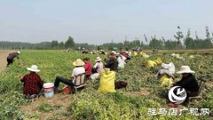 河南泌阳：种植豌豆扩宽致富路