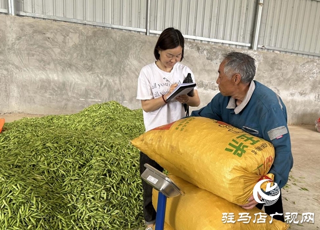 河南泌阳：种植豌豆扩宽致富路