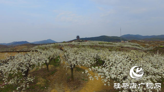 泌阳县： “蹚出”乡村集体经济发展新路子