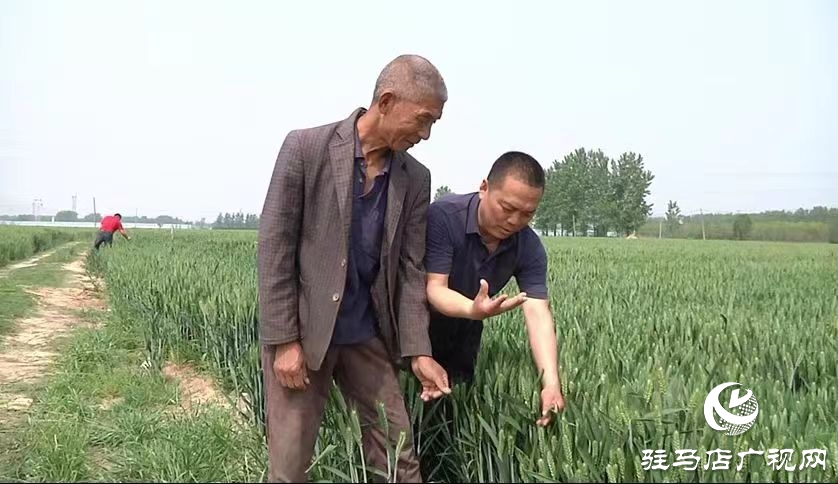 驿城区：巧借科技之力防治 助力夏粮丰产丰收