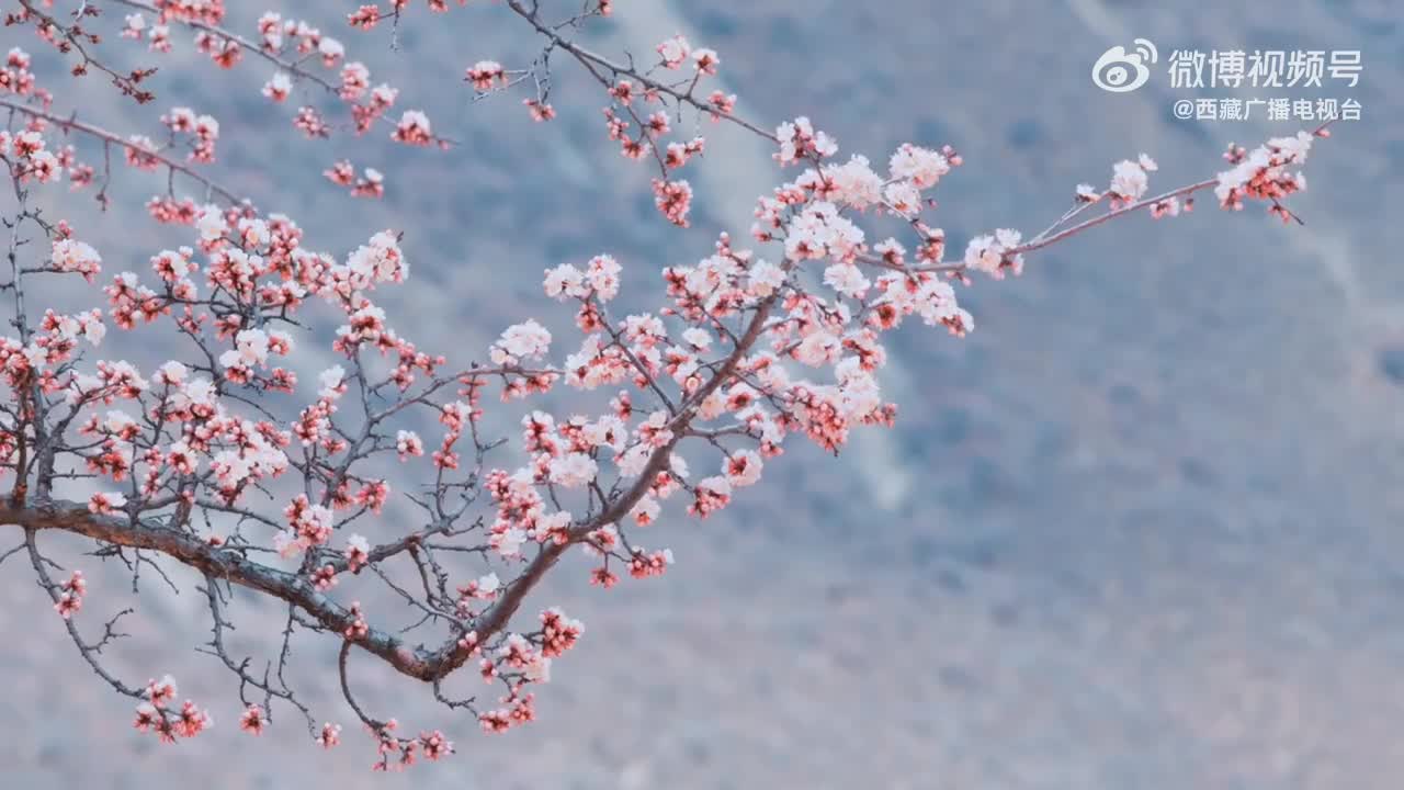 惊艳！西藏的春天每一帧都是绝美大片