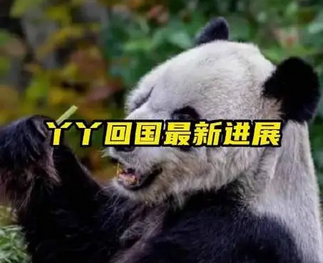 “丫丫”回国，最新进展！
