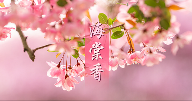 每日一曲｜海棠香