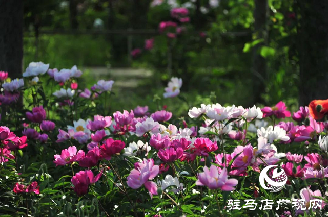 泌阳县：草药种植结出“甜蜜生活”