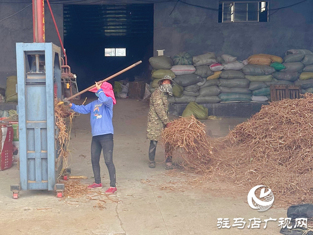 泌阳县：草药种植结出“甜蜜生活”