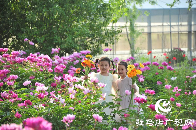 泌阳县：草药种植结出“甜蜜生活”