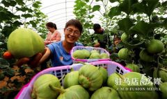 驻马店市驿城区：90后大学生返乡创业 大山深处种出“致富果”