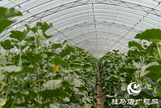 泌阳县：瓜果梨桃绘就乡村振兴新画卷
