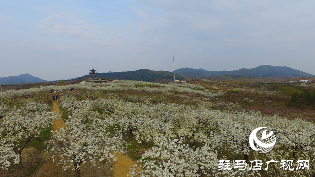 泌阳县：瓜果梨桃绘就乡村振兴新画卷