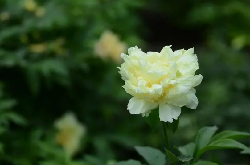 延时摄影看芍药花开