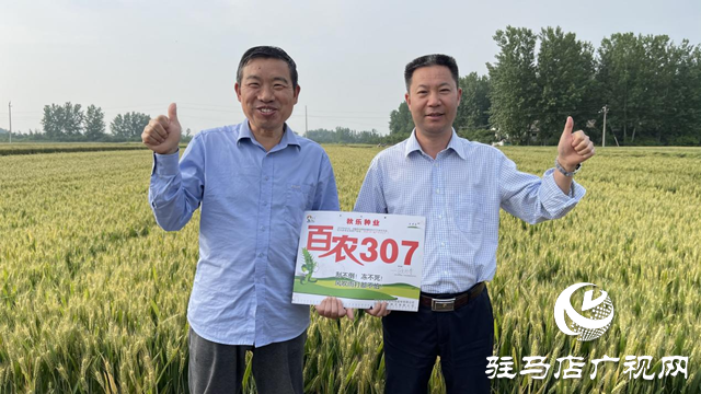 “百农307”入选河南省2023年农业主导品种
