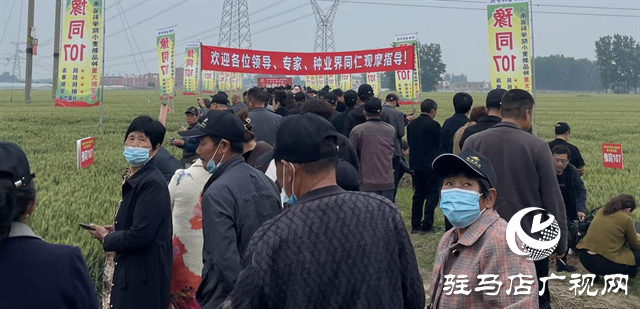 引领小麦新方向！吨源种业2023年豫同107观摩会隆重召开