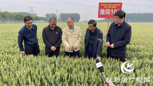引领小麦新方向！吨源种业2023年豫同107观摩会隆重召开