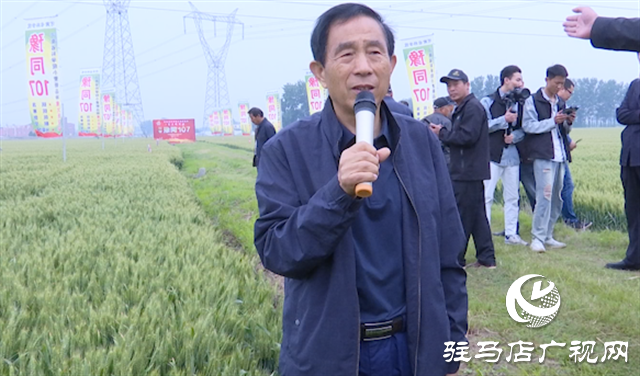 引领小麦新方向！吨源种业2023年豫同107观摩会隆重召开