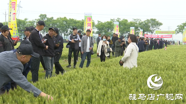 引领小麦新方向！吨源种业2023年豫同107观摩会隆重召开