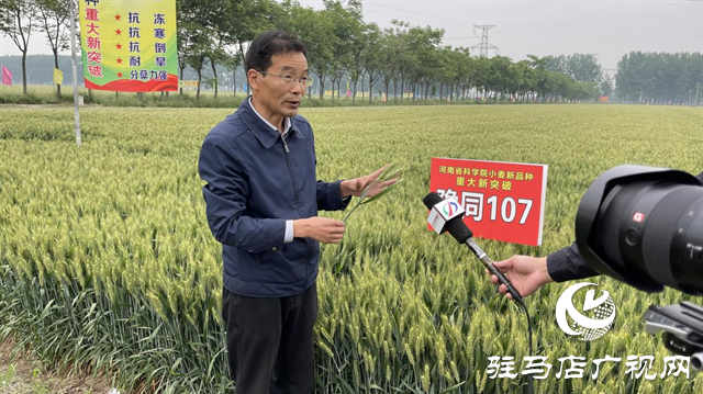 引领小麦新方向！吨源种业2023年豫同107观摩会隆重召开