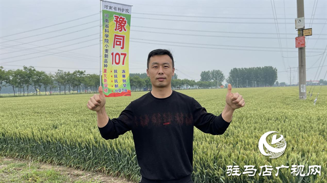 引领小麦新方向！吨源种业2023年豫同107观摩会隆重召开
