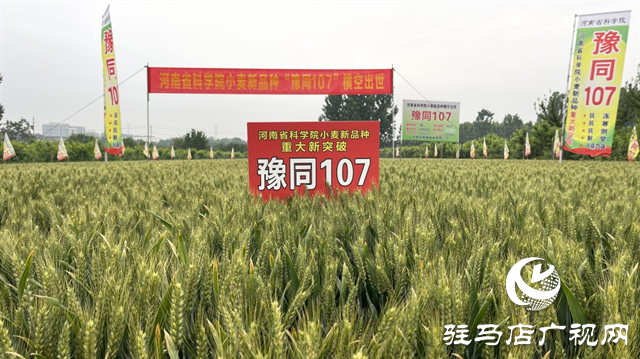 引领小麦新方向！吨源种业2023年豫同107观摩会隆重召开