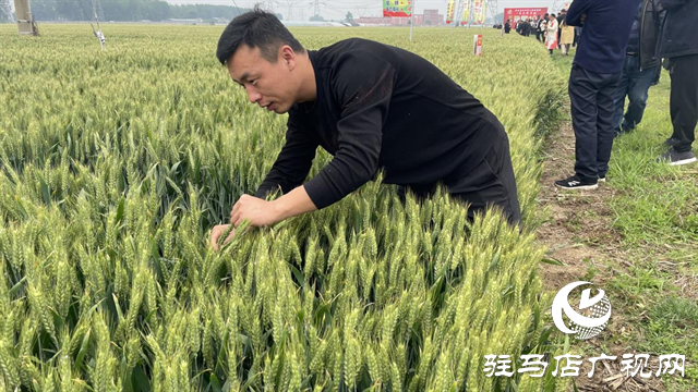 引领小麦新方向！吨源种业2023年豫同107观摩会隆重召开