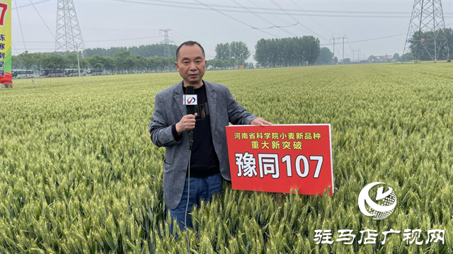 引领小麦新方向！吨源种业2023年豫同107观摩会隆重召开
