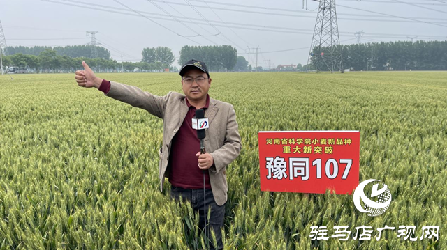 引领小麦新方向！吨源种业2023年豫同107观摩会隆重召开
