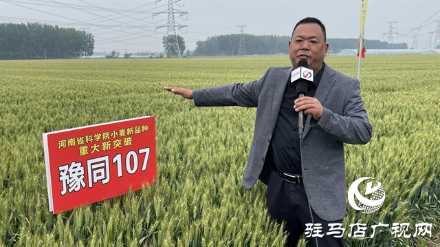 引领小麦新方向！吨源种业2023年豫同107观摩会隆重召开