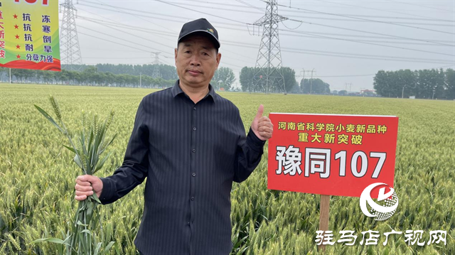 引领小麦新方向！吨源种业2023年豫同107观摩会隆重召开